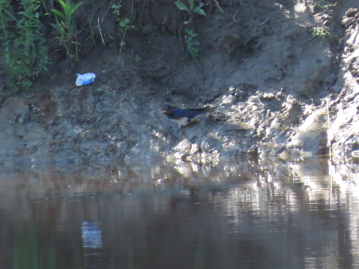 Rondine - ML623688757