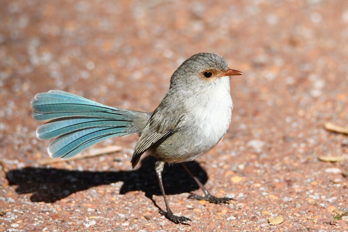 Splendid Fairywren - ML623688760