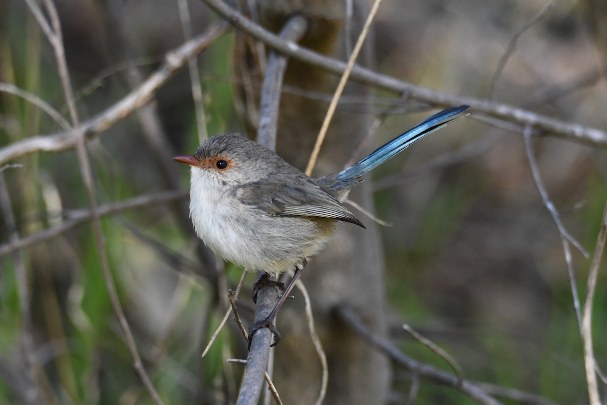 Splendid Fairywren - ML623688770