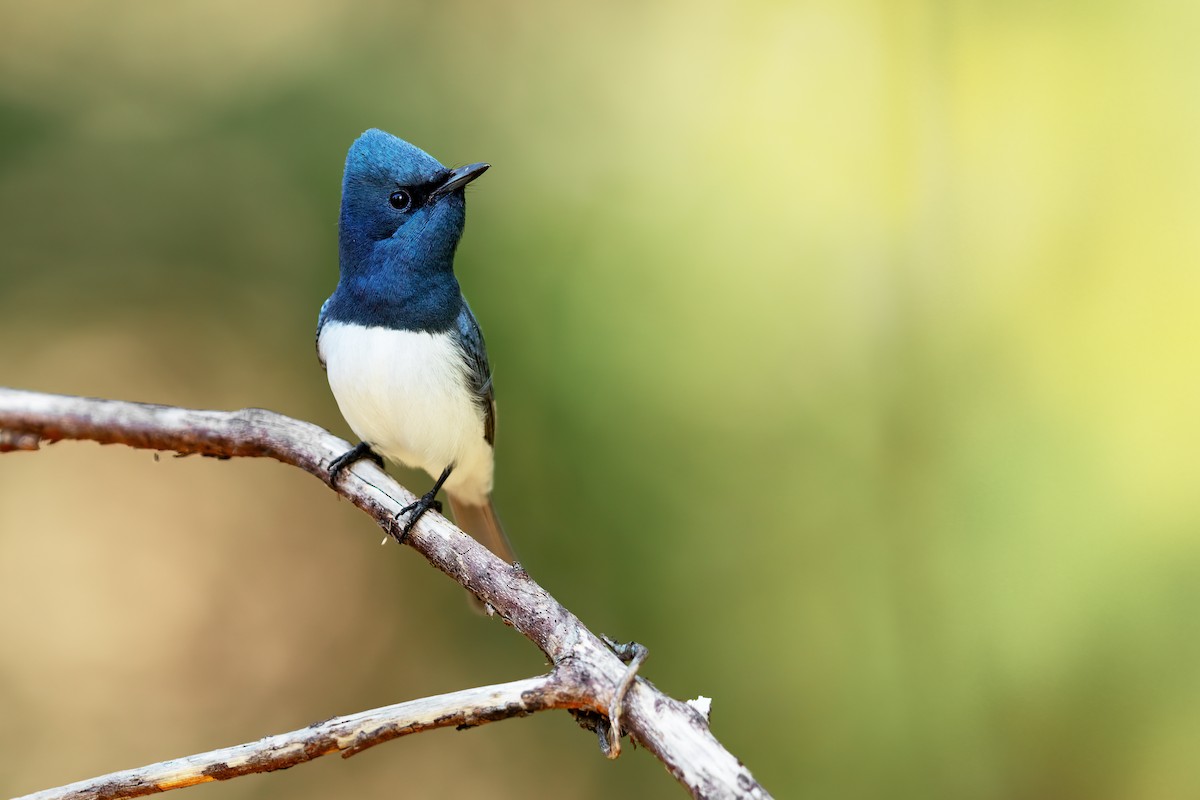 Leaden Flycatcher - ML623688771