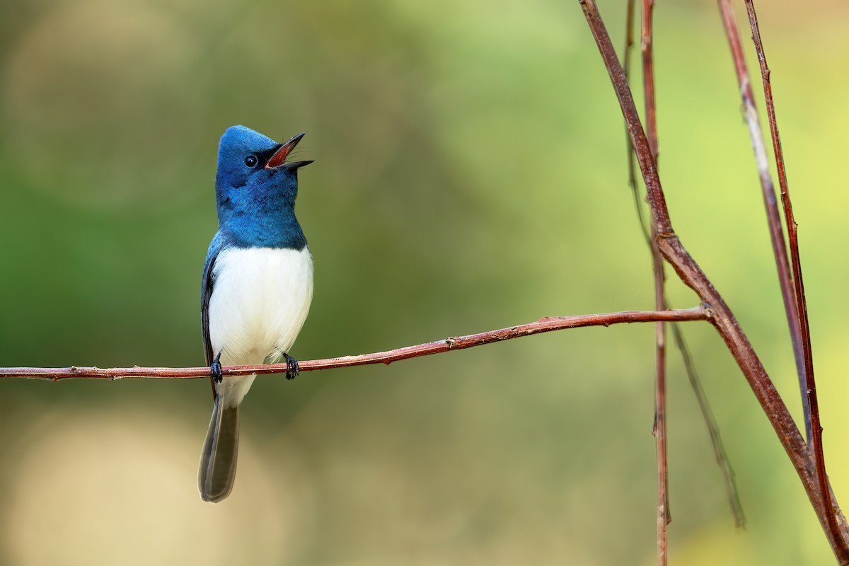 Leaden Flycatcher - ML623688779