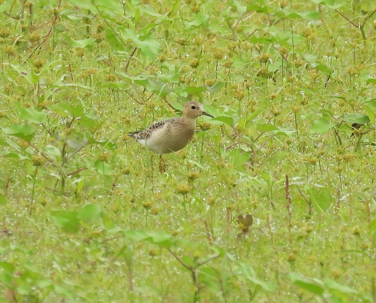 Buff-breasted Sandpiper - ML623688780