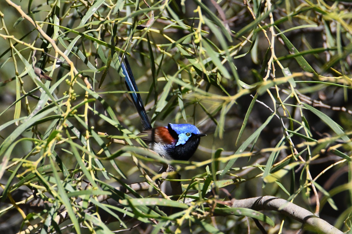 Purple-backed Fairywren - ML623688784