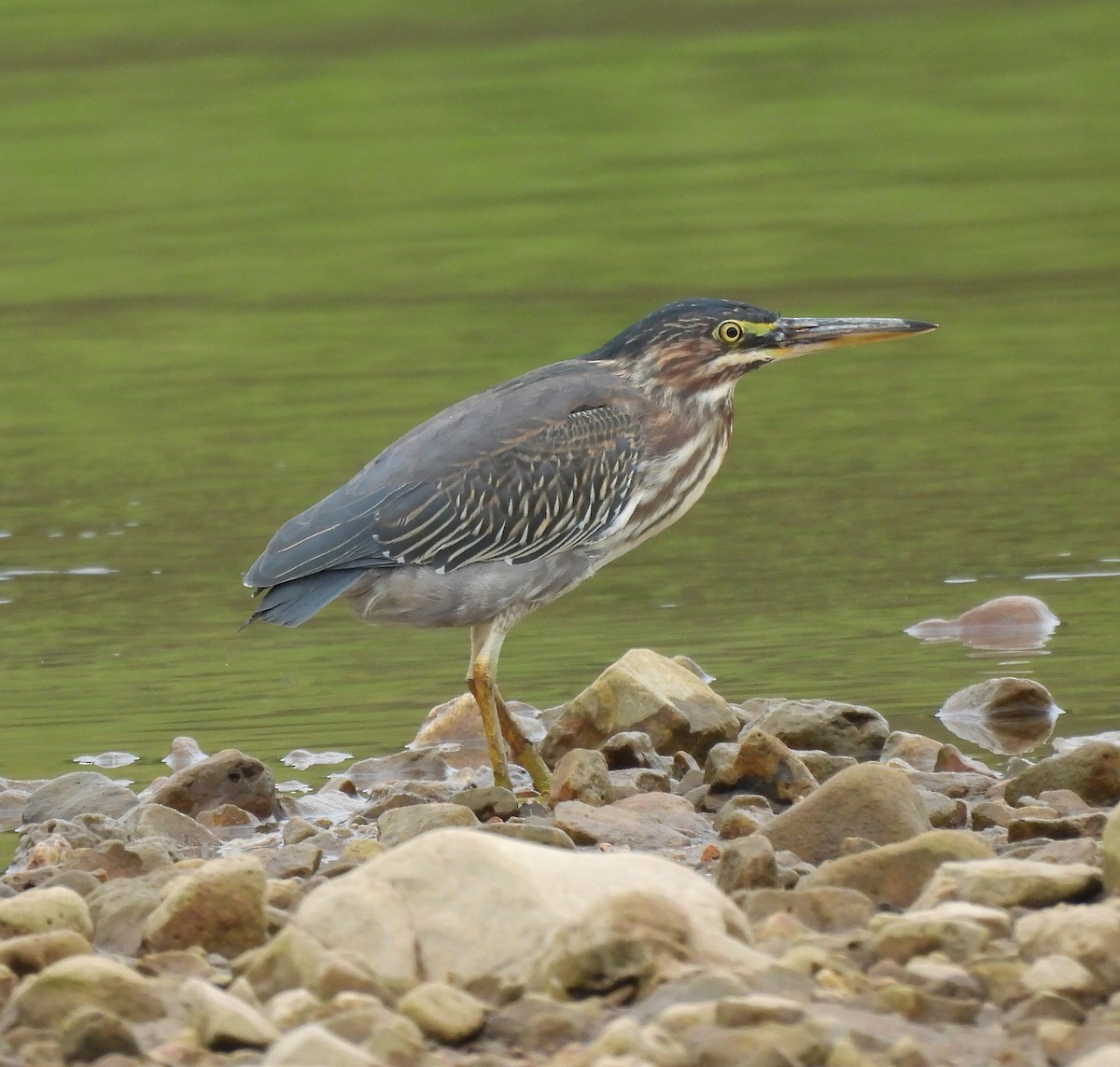 Green Heron - ML623688804