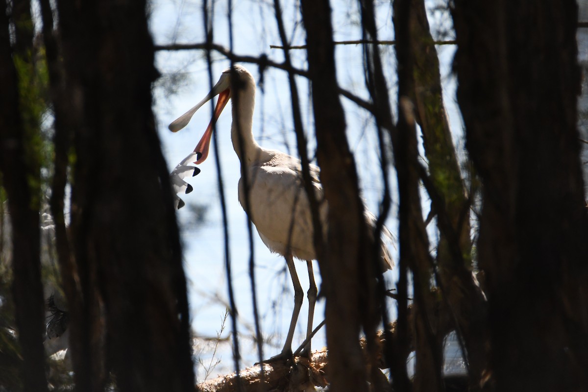 Yellow-billed Spoonbill - ML623688807