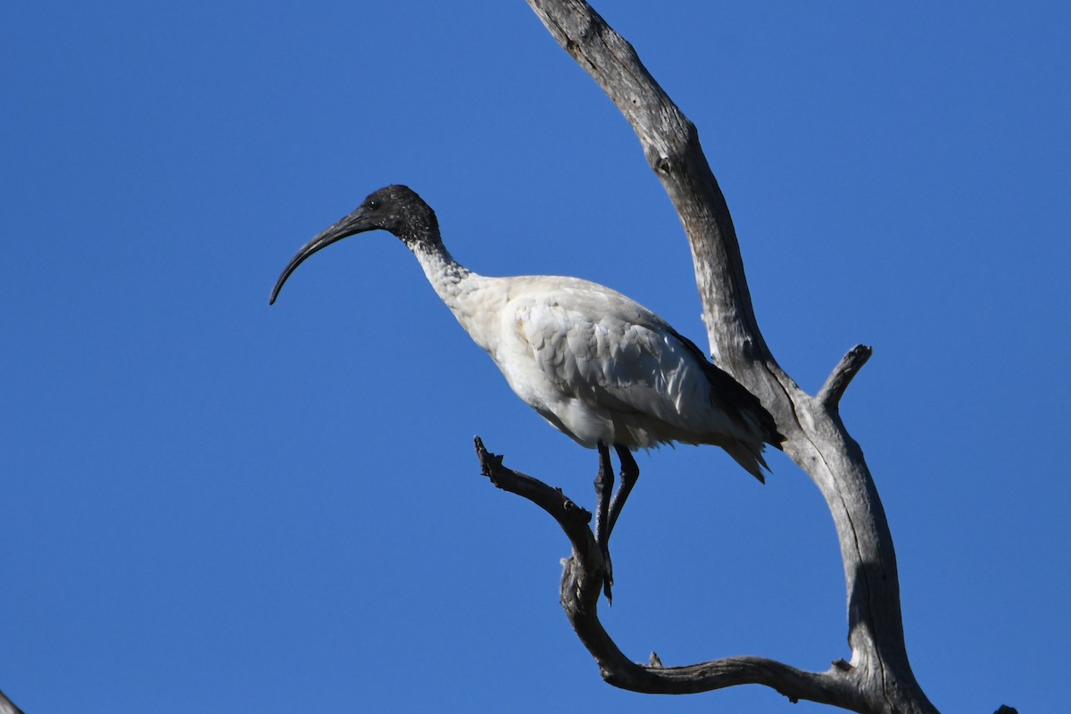 Ibis à cou noir - ML623688811