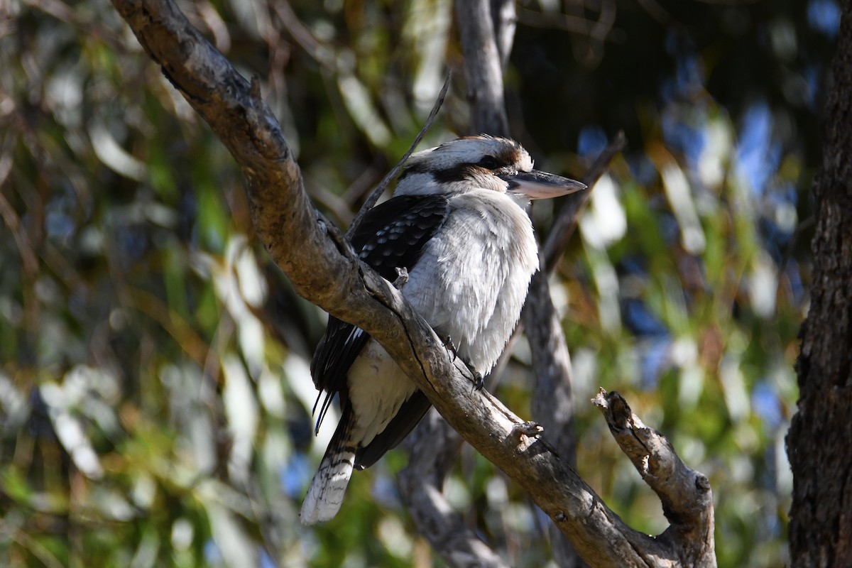 Laughing Kookaburra - ML623688825