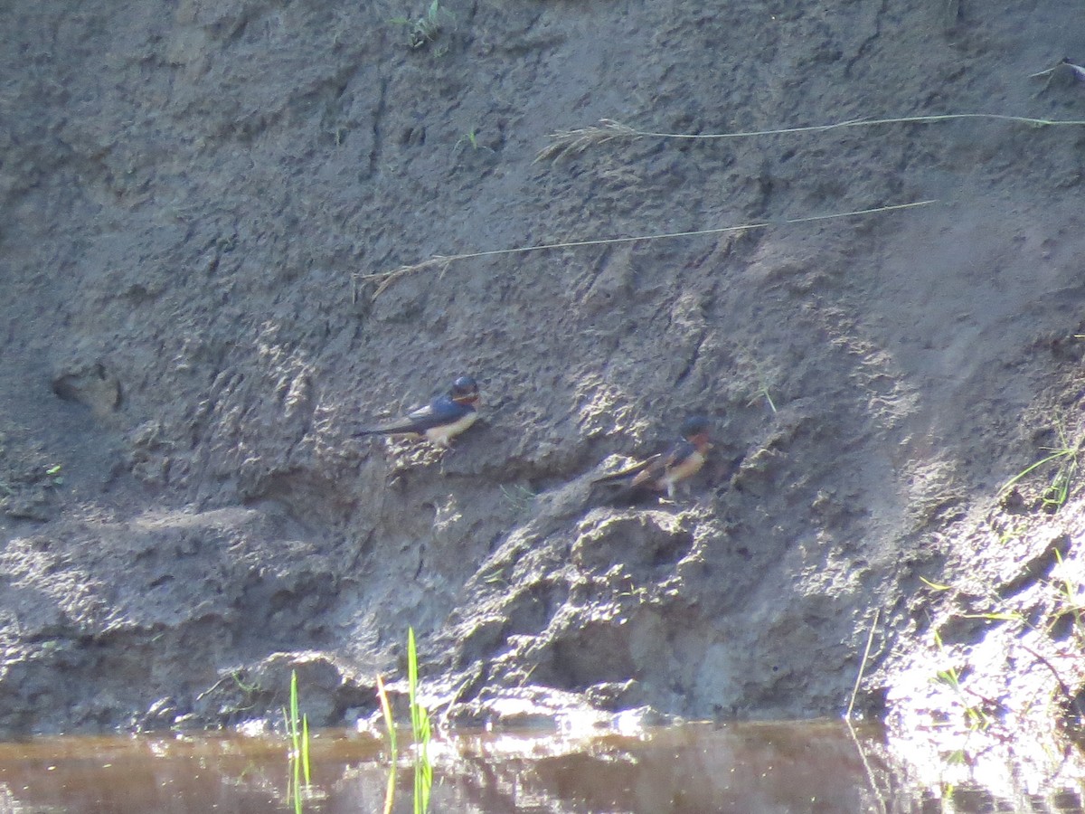 Rondine - ML623688827