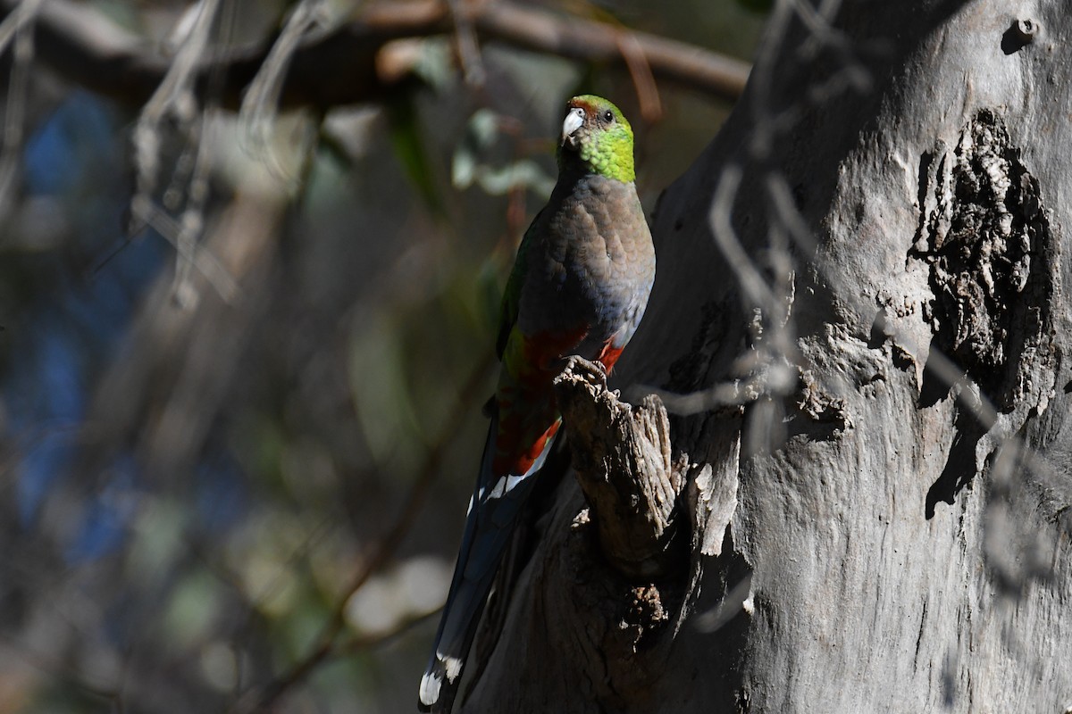 Red-capped Parrot - ML623688839