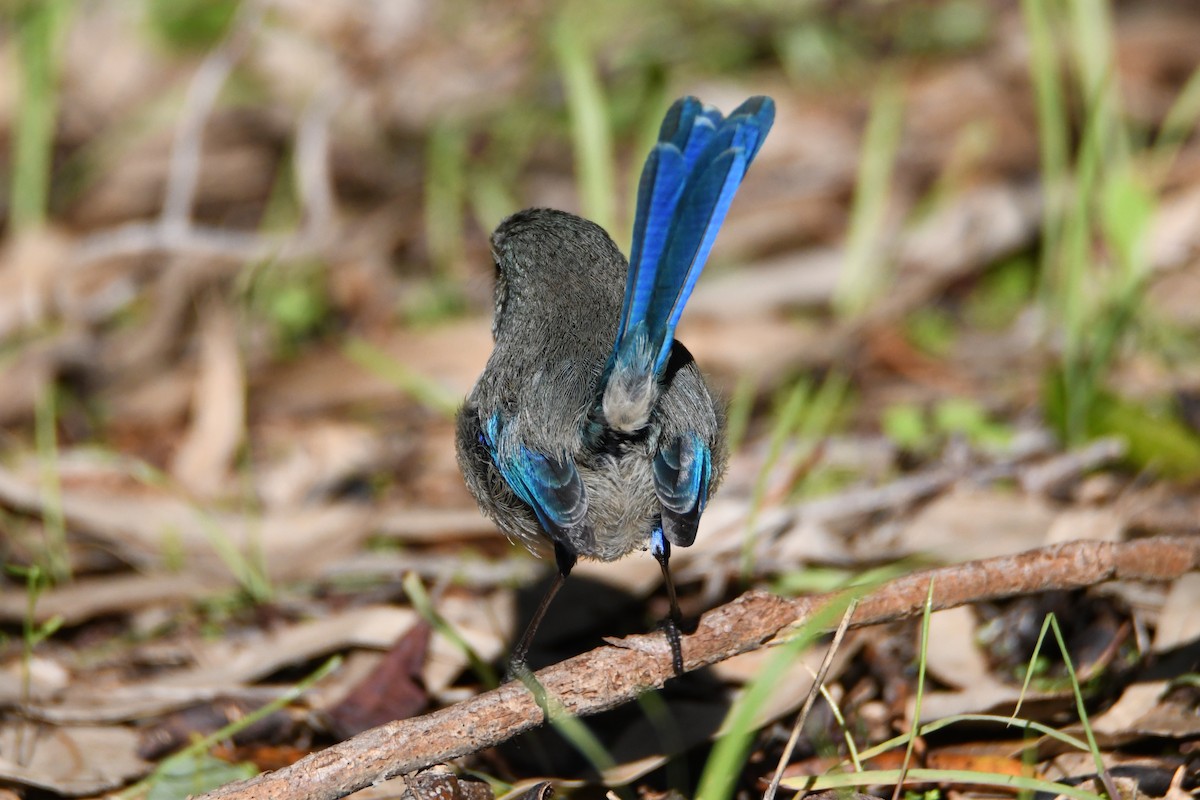 Splendid Fairywren - Jeremy Petho