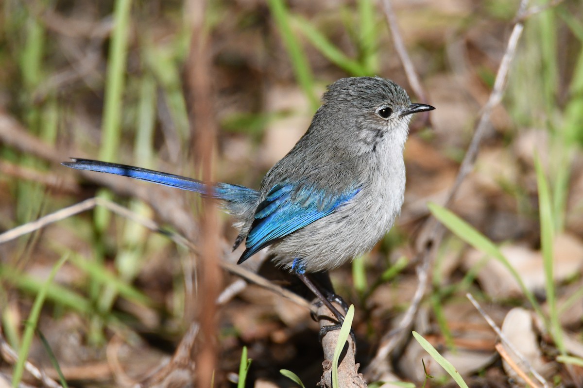 Splendid Fairywren - ML623688847