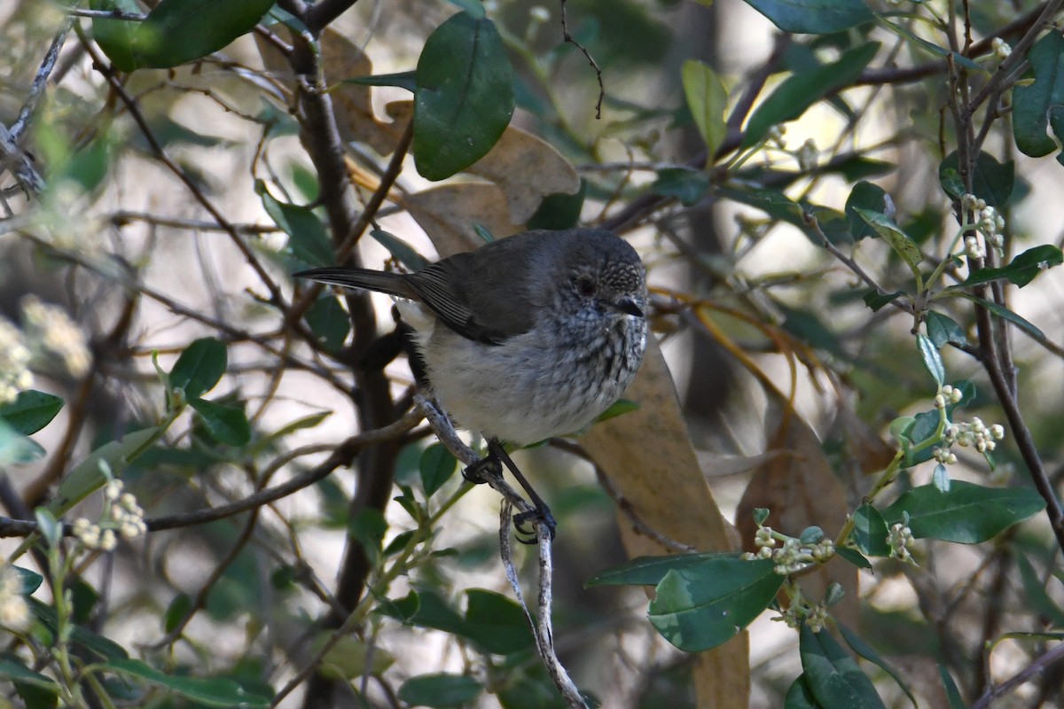 Inland Thornbill - ML623688855