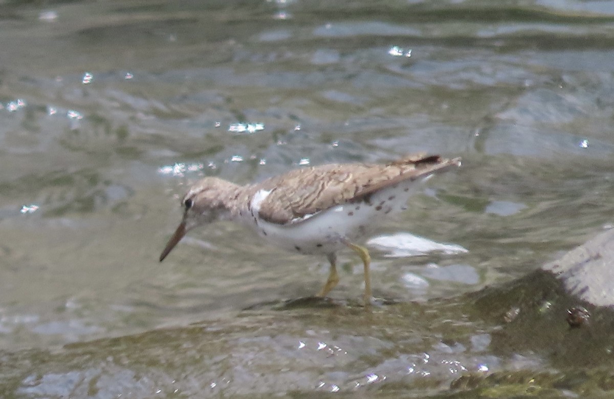 Spotted Sandpiper - ML623688862