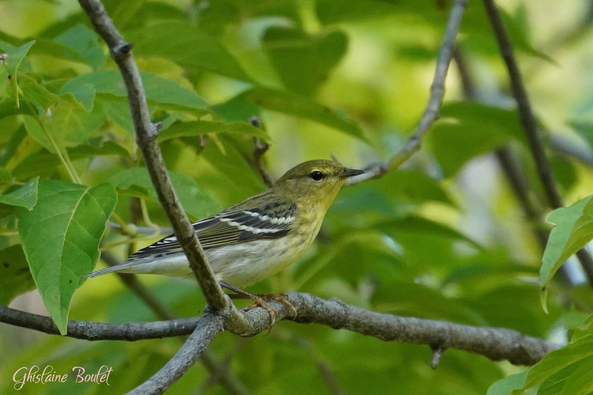 Blackpoll Warbler - ML623688868