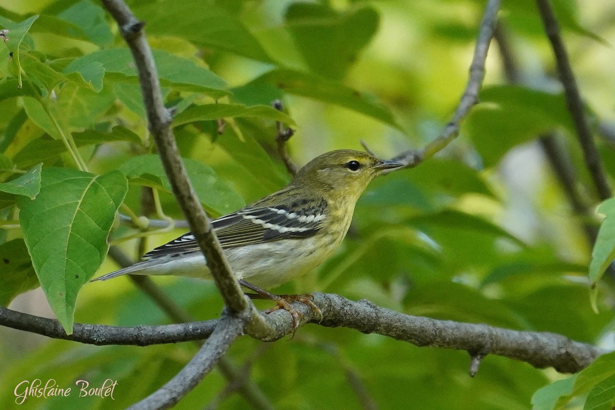 Blackpoll Warbler - Réal Boulet 🦆