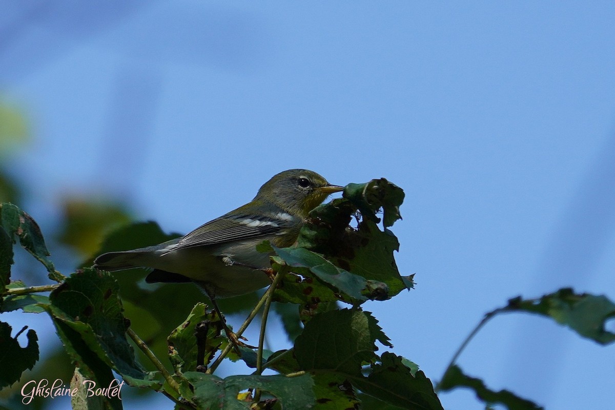 Northern Parula - ML623688874