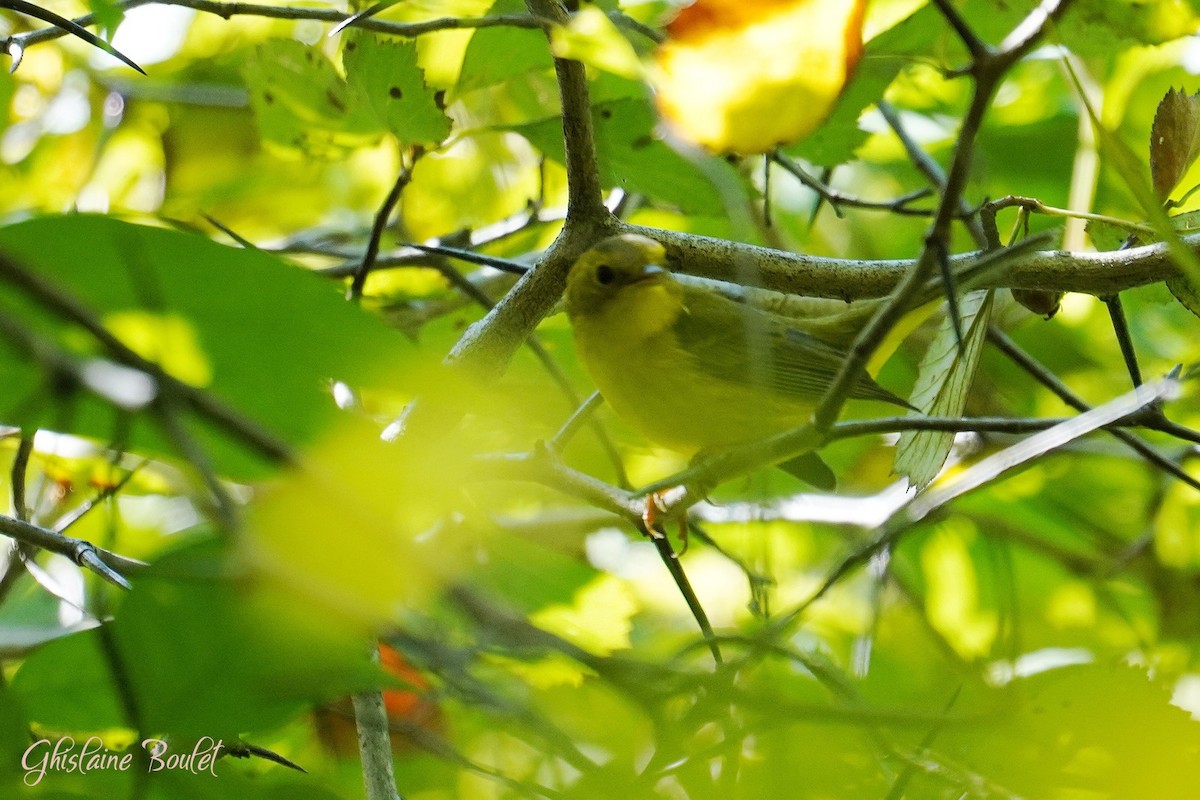 Wilson's Warbler - ML623688880