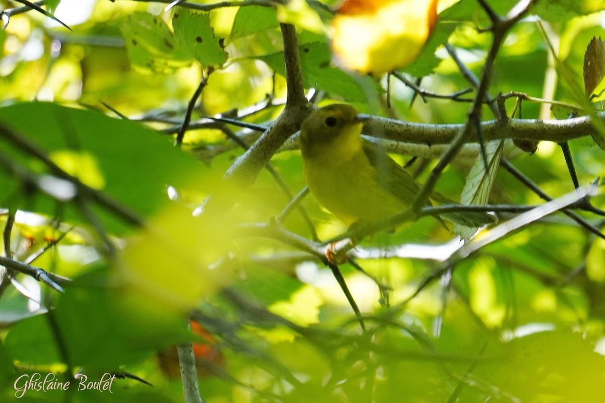 Wilson's Warbler - ML623688881