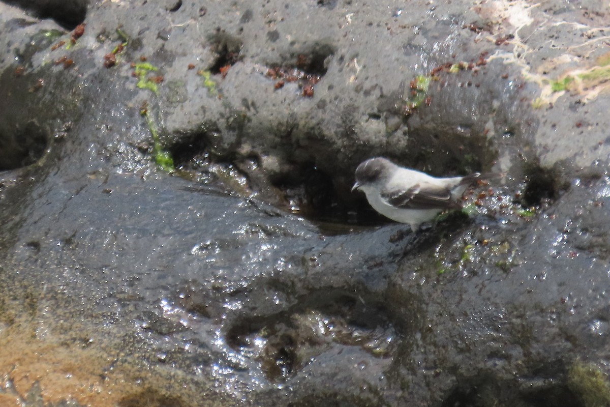 Torrent Tyrannulet - ML623688896