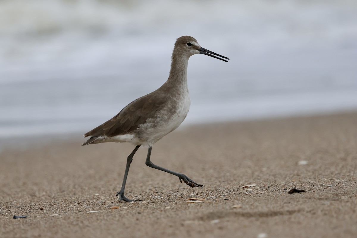 Willet - Craig Watson