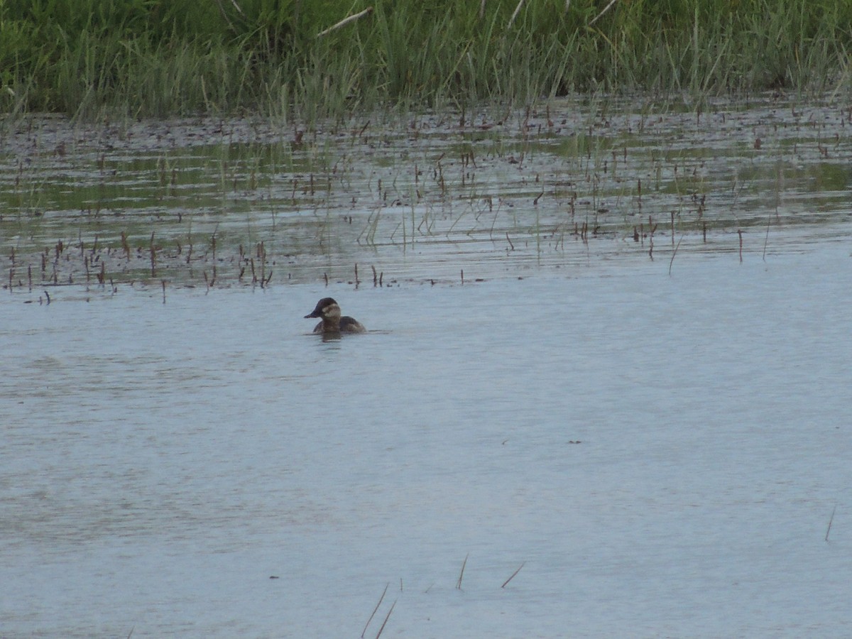 Ruddy Duck - Bill Stanley