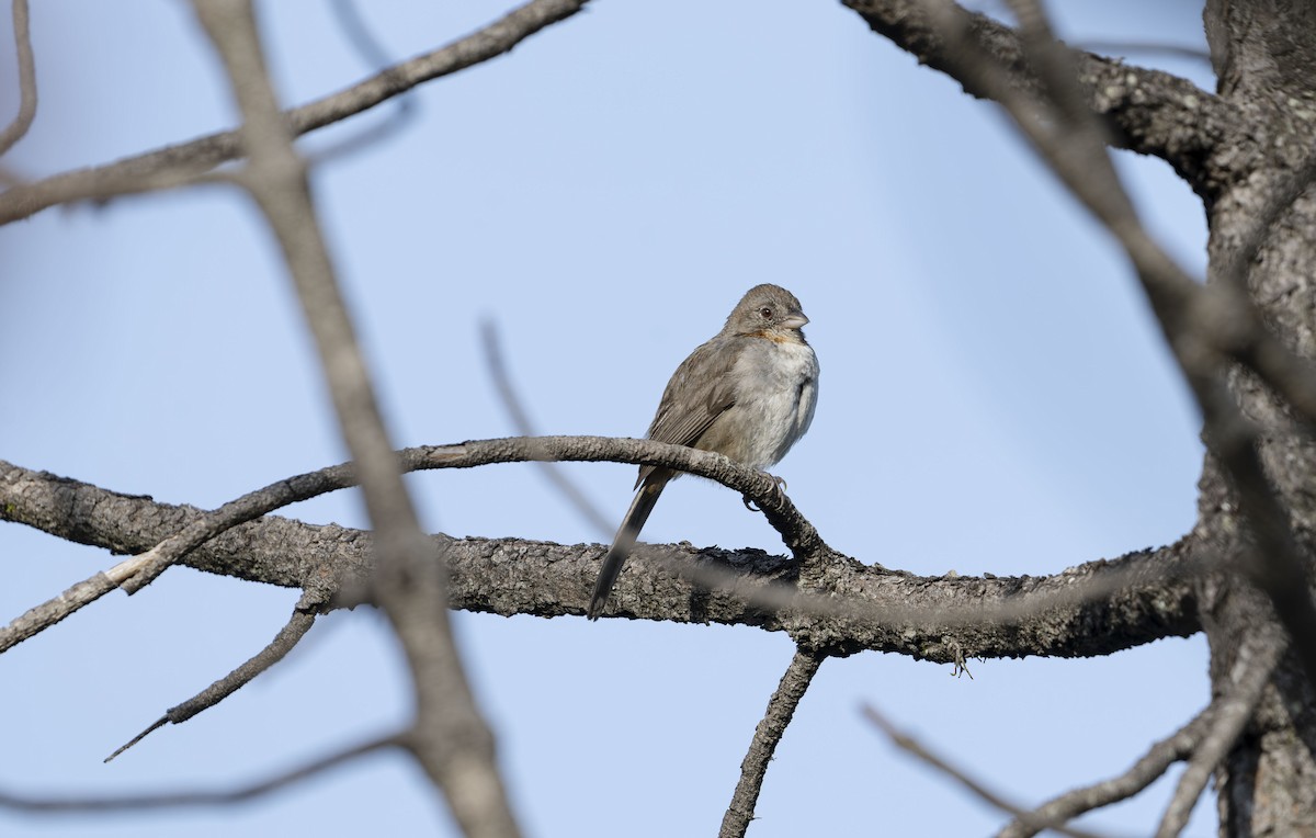 White-throated Towhee - ML623688917