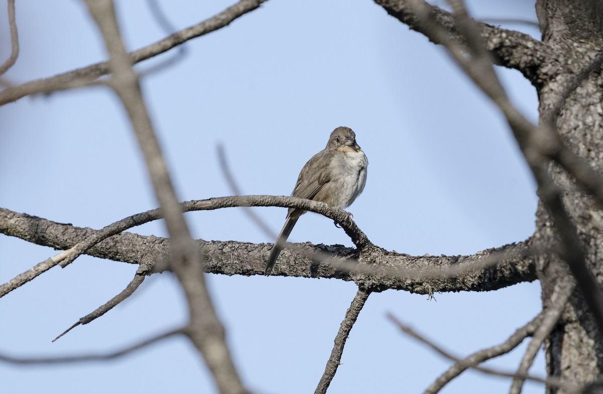 White-throated Towhee - ML623688920