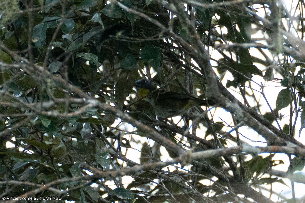 Rufous-naped Bellbird - ML623688933