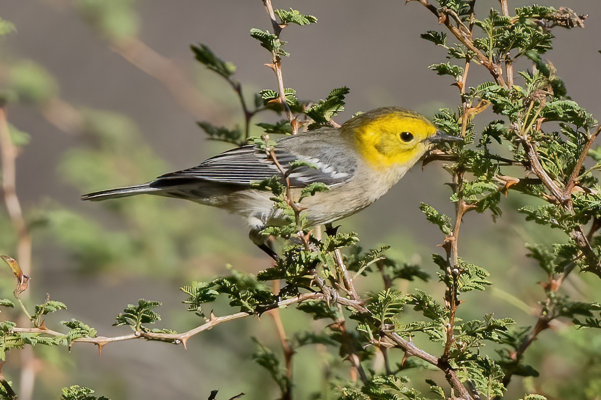 Paruline à tête jaune - ML623688961