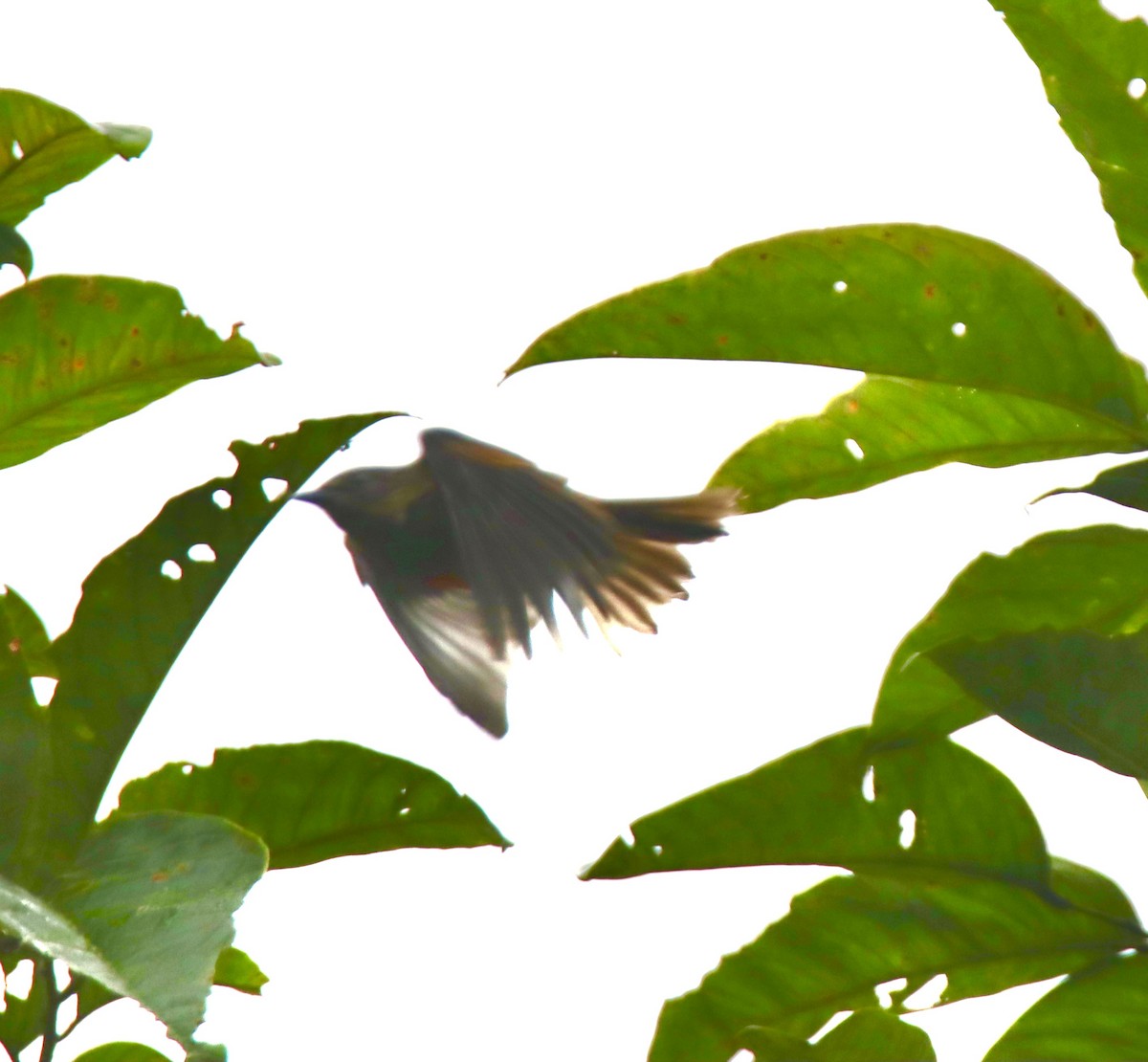 Slaty Spinetail - ML623688977