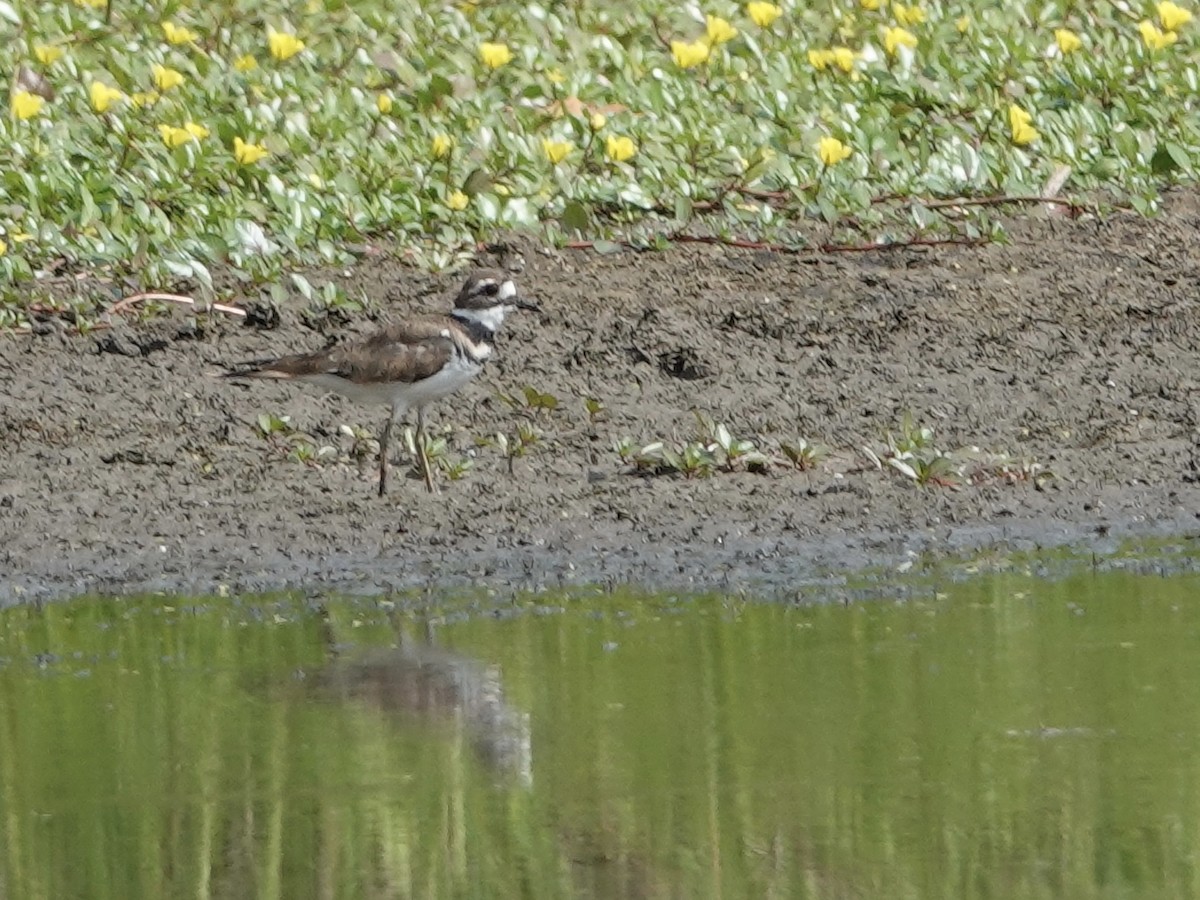 Keilschwanz-Regenpfeifer - ML623689053