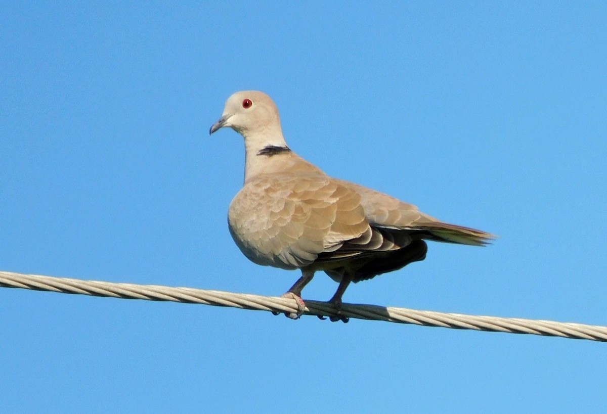 Eurasian Collared-Dove - ML623689112