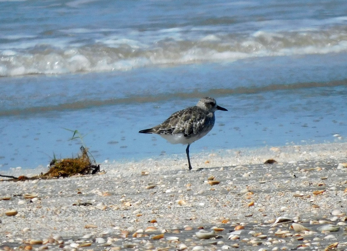 Black-bellied Plover - ML623689132