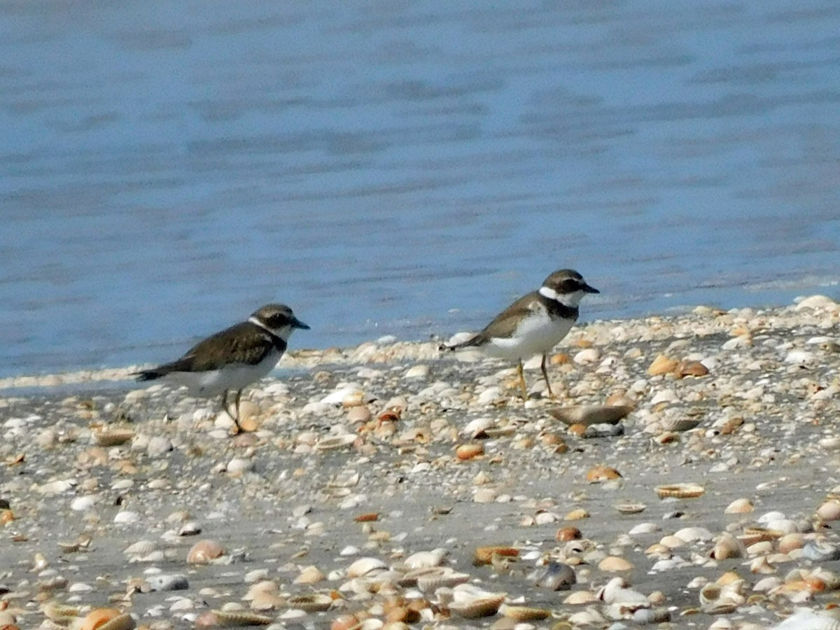 Semipalmated Plover - ML623689139