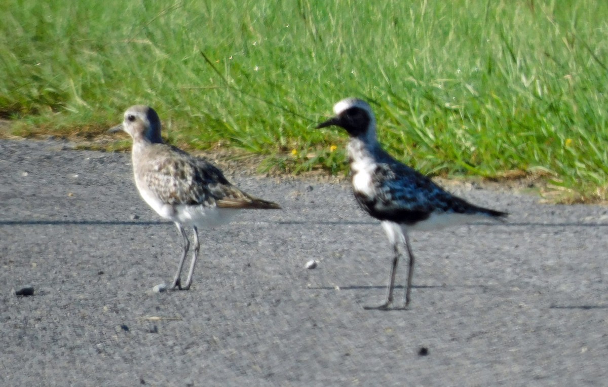 Black-bellied Plover - ML623689142