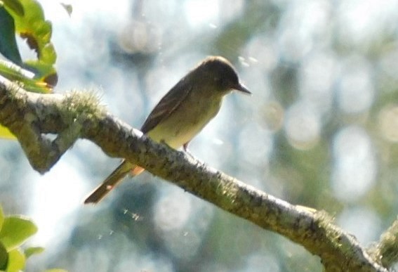 Eastern Wood-Pewee - ML623689158