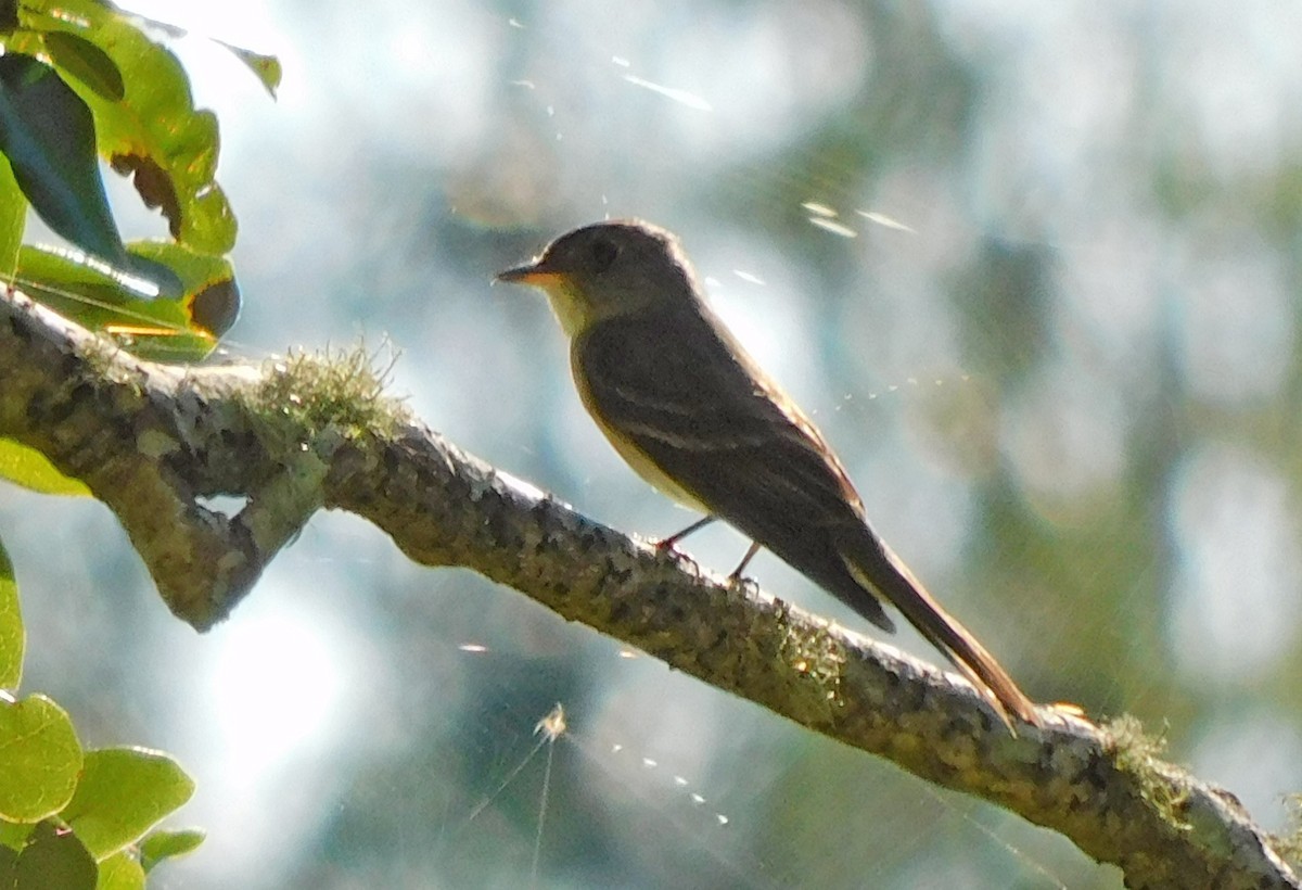 Eastern Wood-Pewee - ML623689159