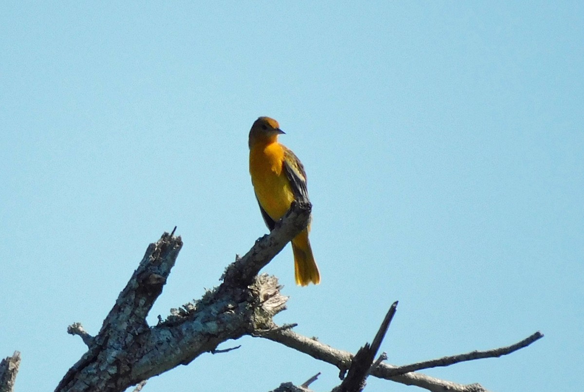 Baltimore Oriole - Kathy Rhodes