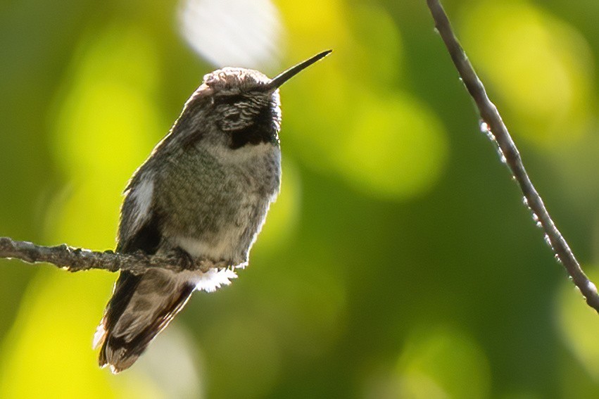 Colibri de Costa - ML623689227