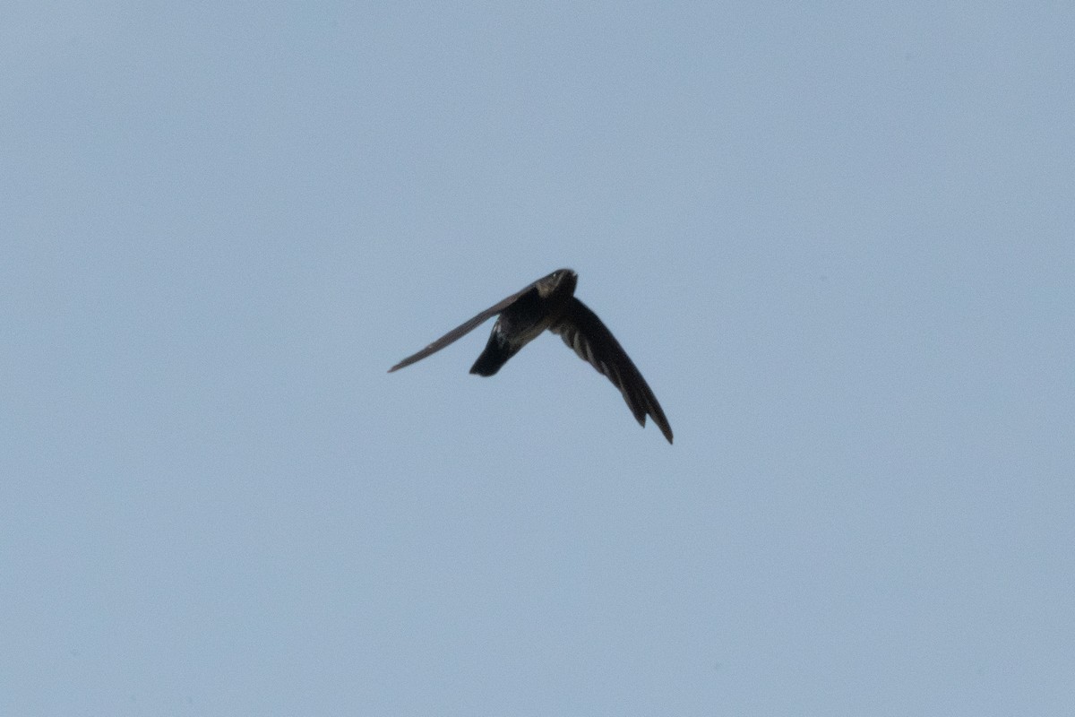 Plume-toed Swiftlet - ML623689264