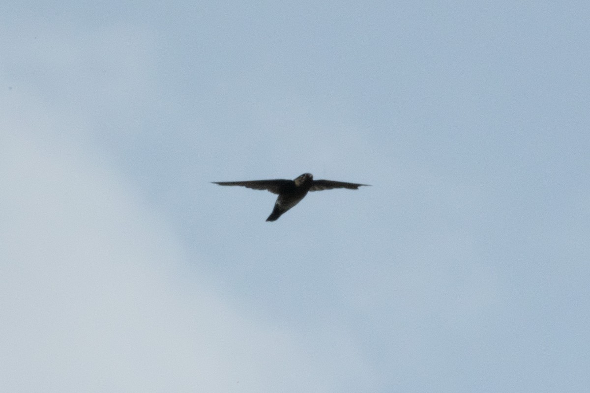 Plume-toed Swiftlet - Trevor Evans