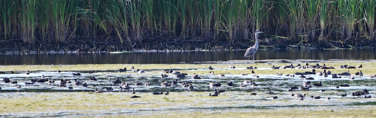 shorebird sp. - Paul Nale