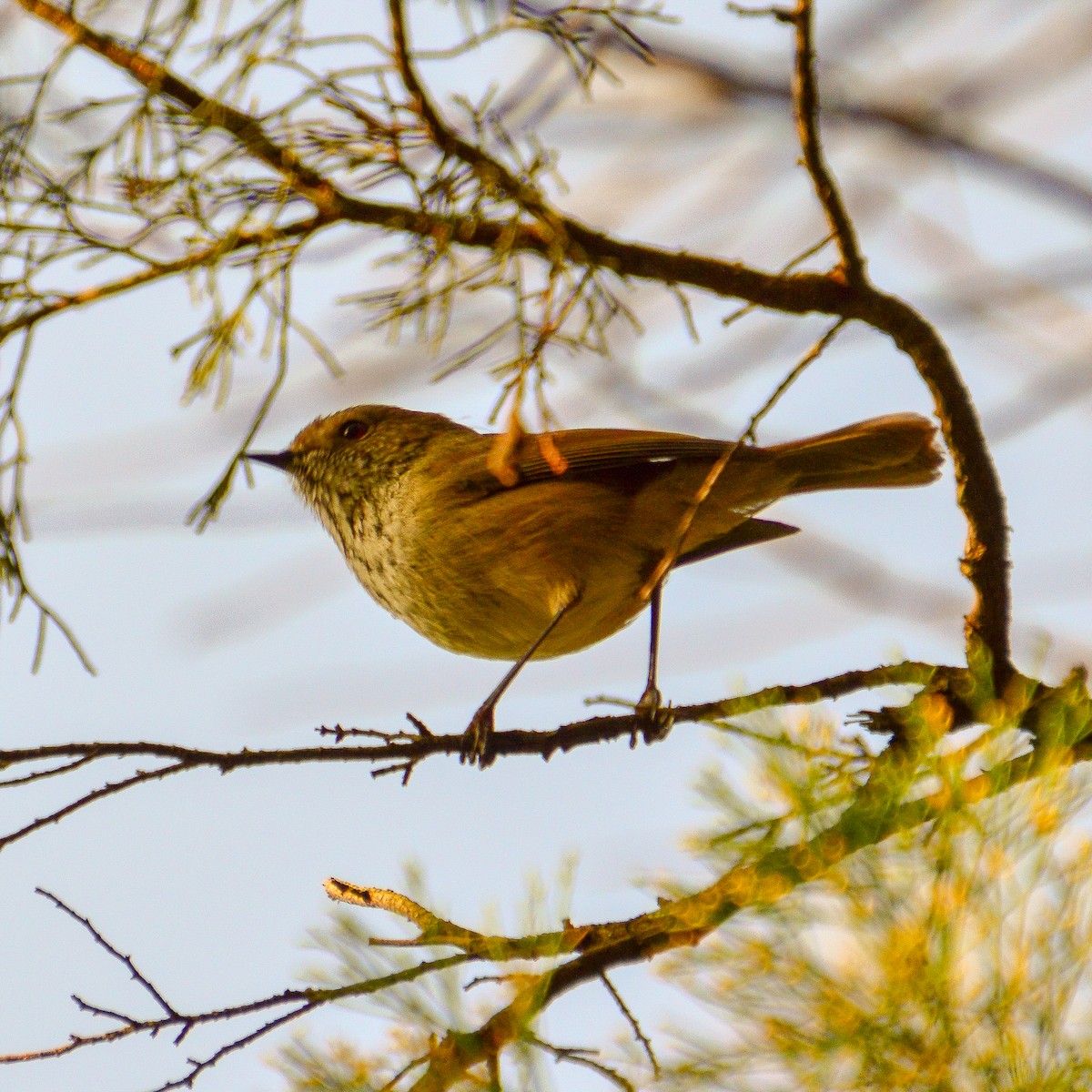 Brown Thornbill - ML623689294