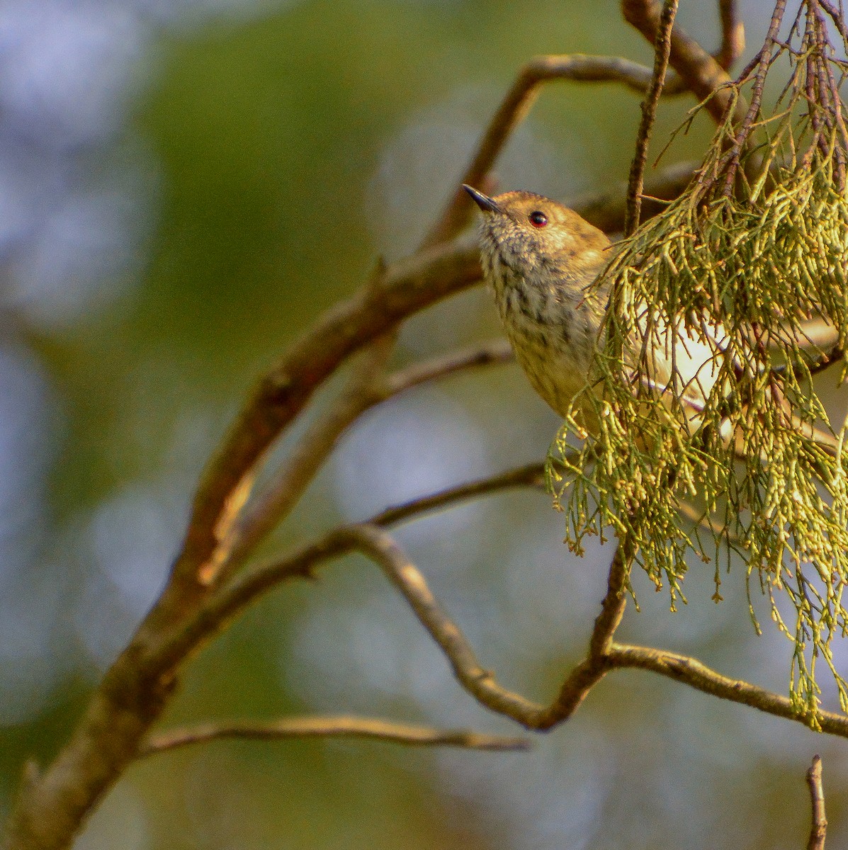 Brown Thornbill - ML623689296