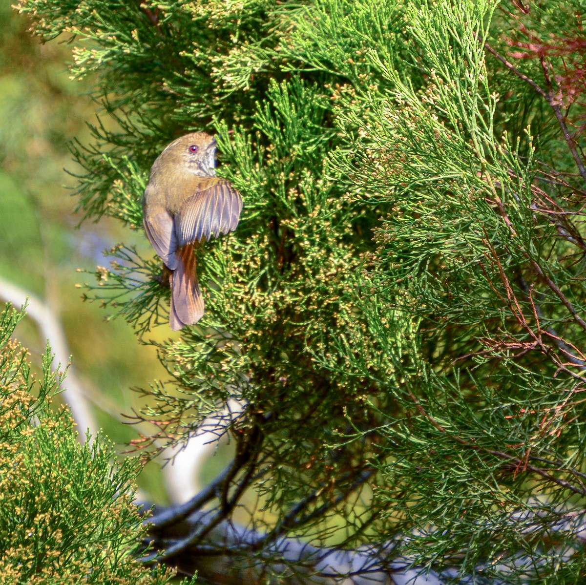 Brown Thornbill - ML623689297