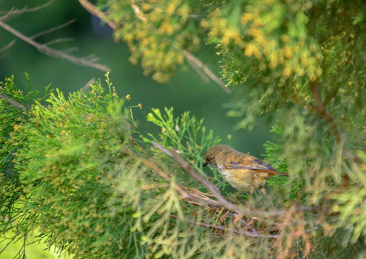 Brown Thornbill - ML623689298