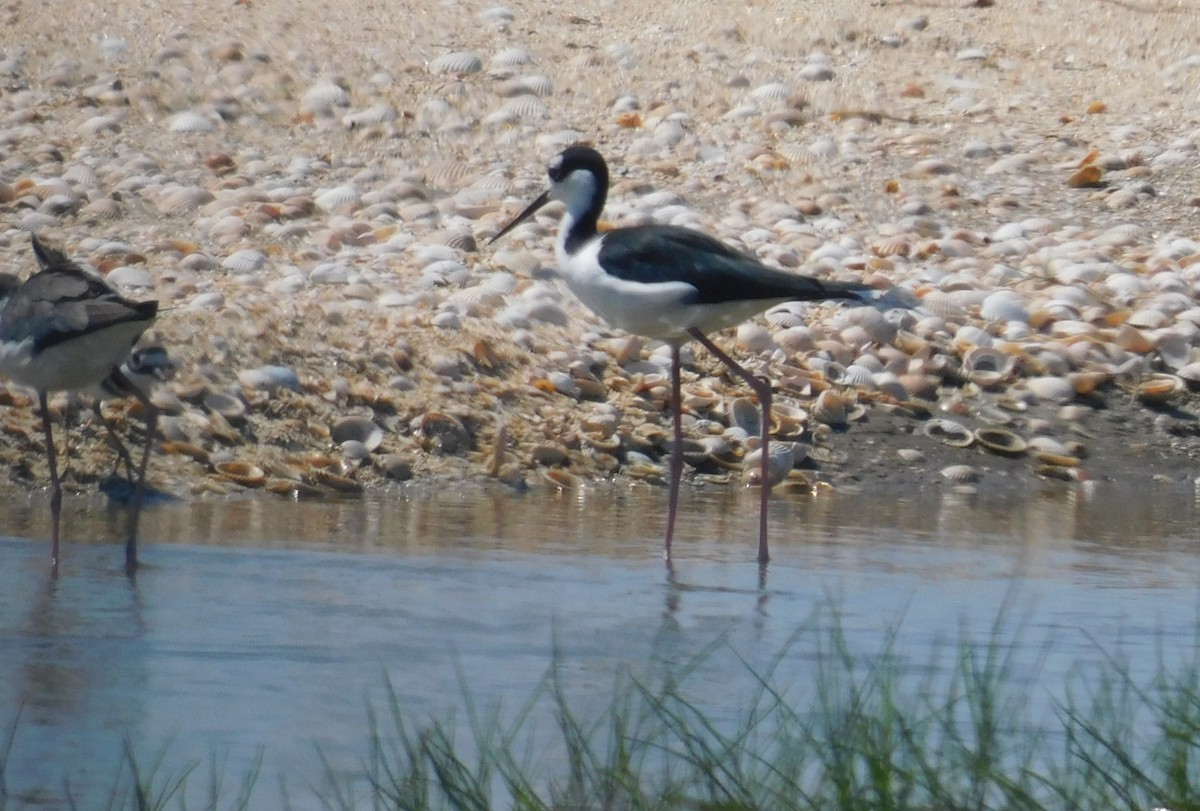 Black-necked Stilt - ML623689340