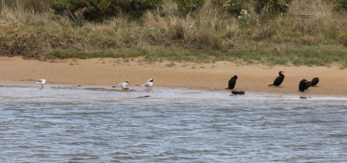 Caspian Tern - ML623689342