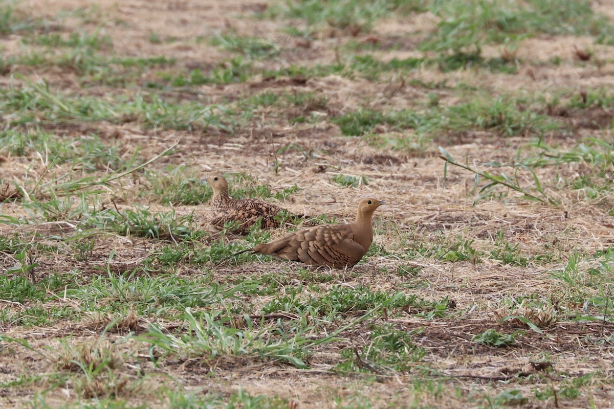 Chestnut-bellied Sandgrouse - ML623689353