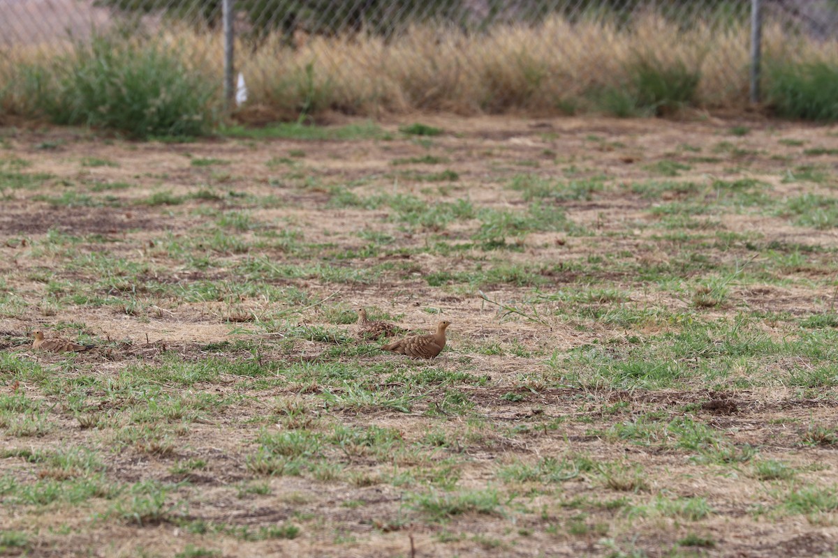 Chestnut-bellied Sandgrouse - ML623689355